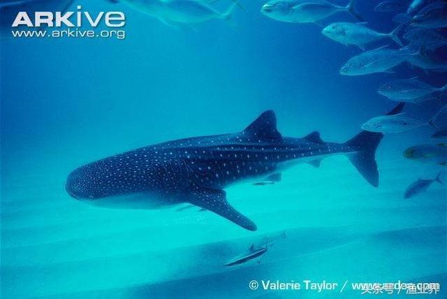 国家保护海洋生物有哪些（国家重点保护海洋生物名录大全）(41)