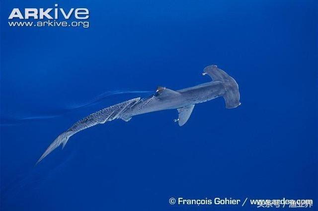 国家保护海洋生物有哪些（国家重点保护海洋生物名录大全）(38)
