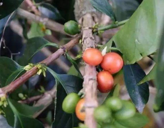 四大世界知名咖啡产区 第三大咖啡出口国之哥伦比亚(7)