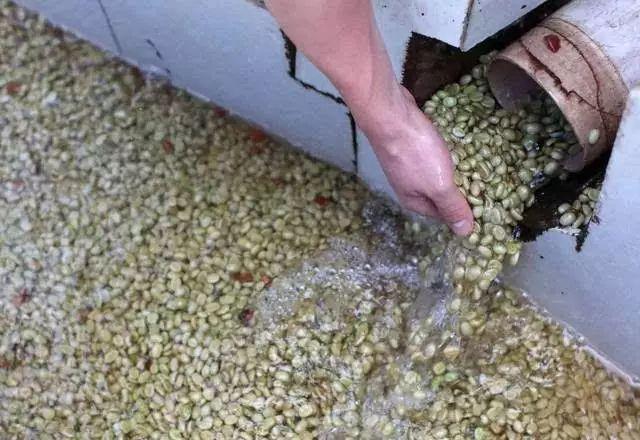 四大世界知名咖啡产区 第三大咖啡出口国之哥伦比亚(9)