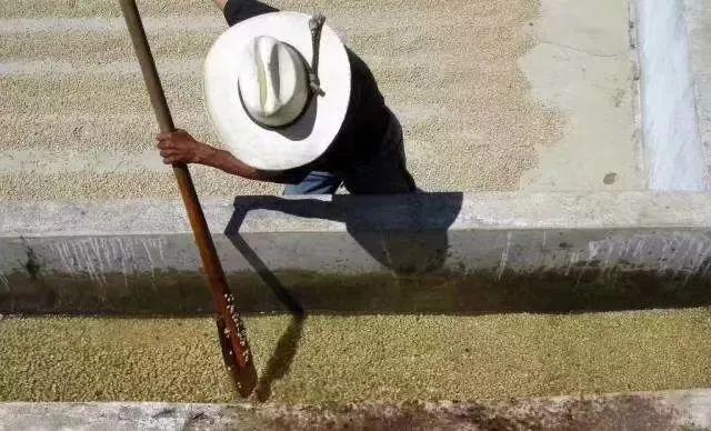 四大世界知名咖啡产区 第三大咖啡出口国之哥伦比亚(15)