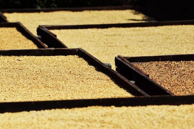 四大世界知名咖啡产区 第三大咖啡出口国之哥伦比亚(19)