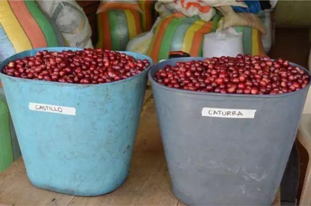 四大世界知名咖啡产区 第三大咖啡出口国之哥伦比亚(25)