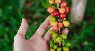 四大世界知名咖啡产区 第三大咖啡出口国之哥伦比亚(6)