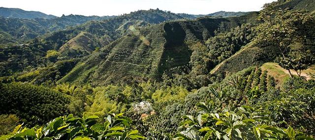 四大世界知名咖啡产区 第三大咖啡出口国之哥伦比亚(16)