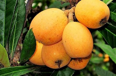 咳嗽吃什么水果好(4种水果换着吃)