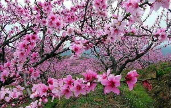 六月到九月开什么花,六月份开的花有哪些图4