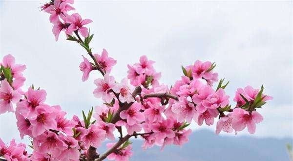 六月到九月开什么花,六月份开的花有哪些图2