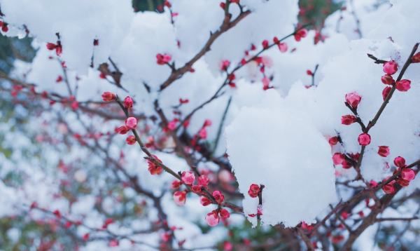 六月到九月开什么花,六月份开的花有哪些图7