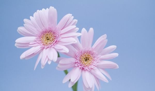 六月到九月开什么花,六月份开的花有哪些图6