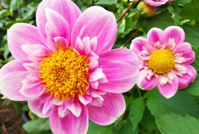 六月份开的花有哪些