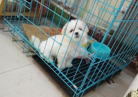 比熊的市场价格一般是多少（比熊价格为何这么低）(5)