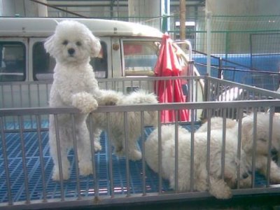 比熊的市场价格一般是多少(比熊价格为何这么低)