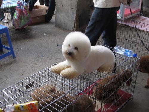 比熊的市场价格一般是多少（比熊价格为何这么低）(6)