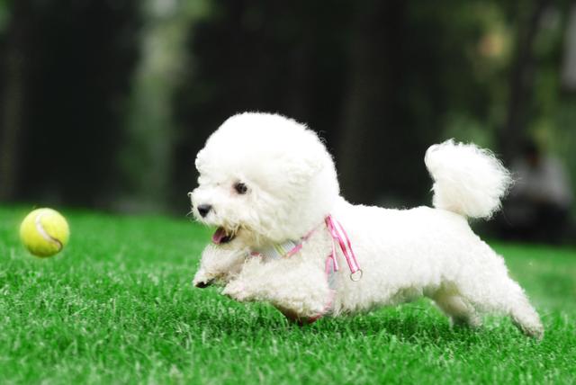 比熊的市场价格一般是多少（比熊价格为何这么低）(7)