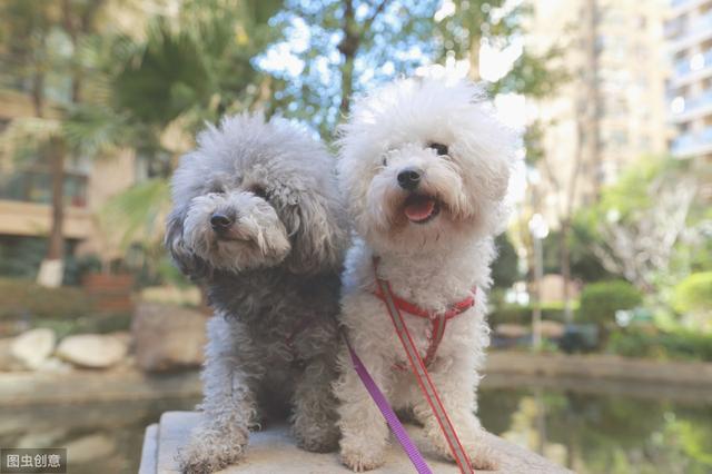 比熊的市场价格一般是多少（比熊价格为何这么低）(2)