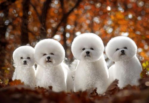 比熊的市场价格一般是多少（比熊价格为何这么低）(3)