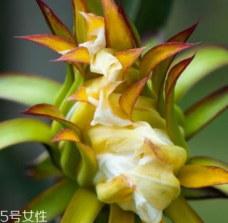 霸王花能人工养殖吗 可以人工养殖