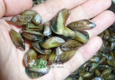 ​薄壳米是什么？薄壳怎么炒好吃？