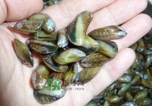 薄壳米是什么?薄壳怎么炒好吃? 薄壳米是什么?薄壳怎么炒好吃?