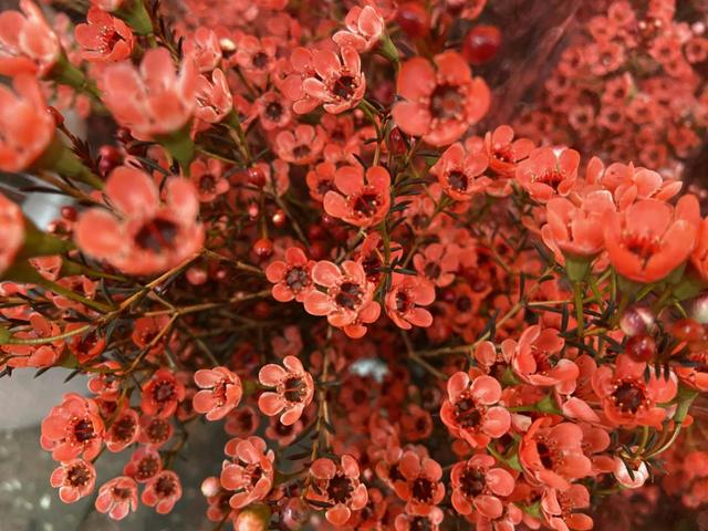 广州有什么出名的花卉市场(岭南花卉市场购花攻略)(7)