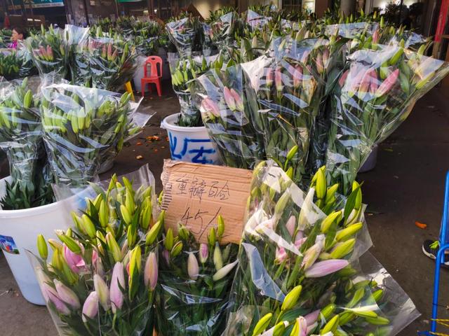 广州有什么出名的花卉市场(岭南花卉市场购花攻略)(8)