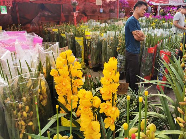 广州有什么出名的花卉市场(岭南花卉市场购花攻略)(4)