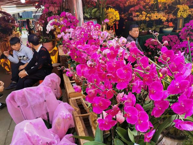 广州有什么出名的花卉市场(岭南花卉市场购花攻略)(3)