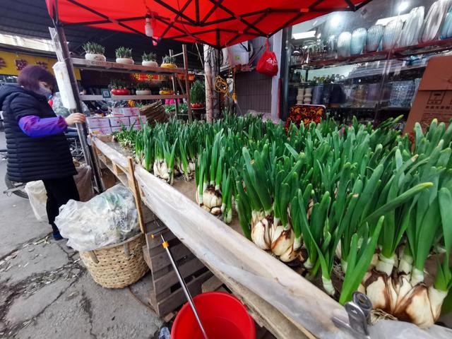 广州有什么出名的花卉市场(岭南花卉市场购花攻略)(2)