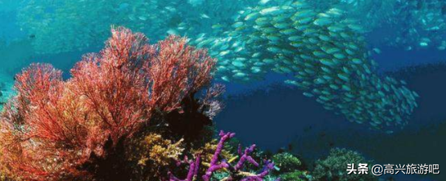 世界上最大的海(世界上最大的海是什么海)