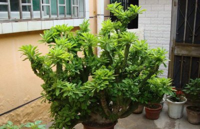 ​麒麟花镇宅吗正确说法（一听麒麟似神兽，这花养在家里合适吗？真的能镇宅吗）