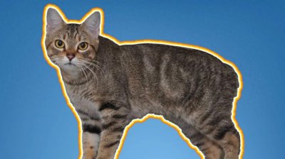 ​神秘而独特：探秘马恩岛猫的不尽传奇