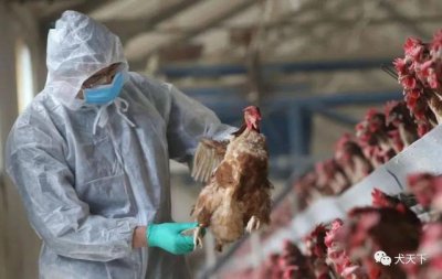 最近国内有禽流感吗(网上这些关于禽流感的谣言不能信)