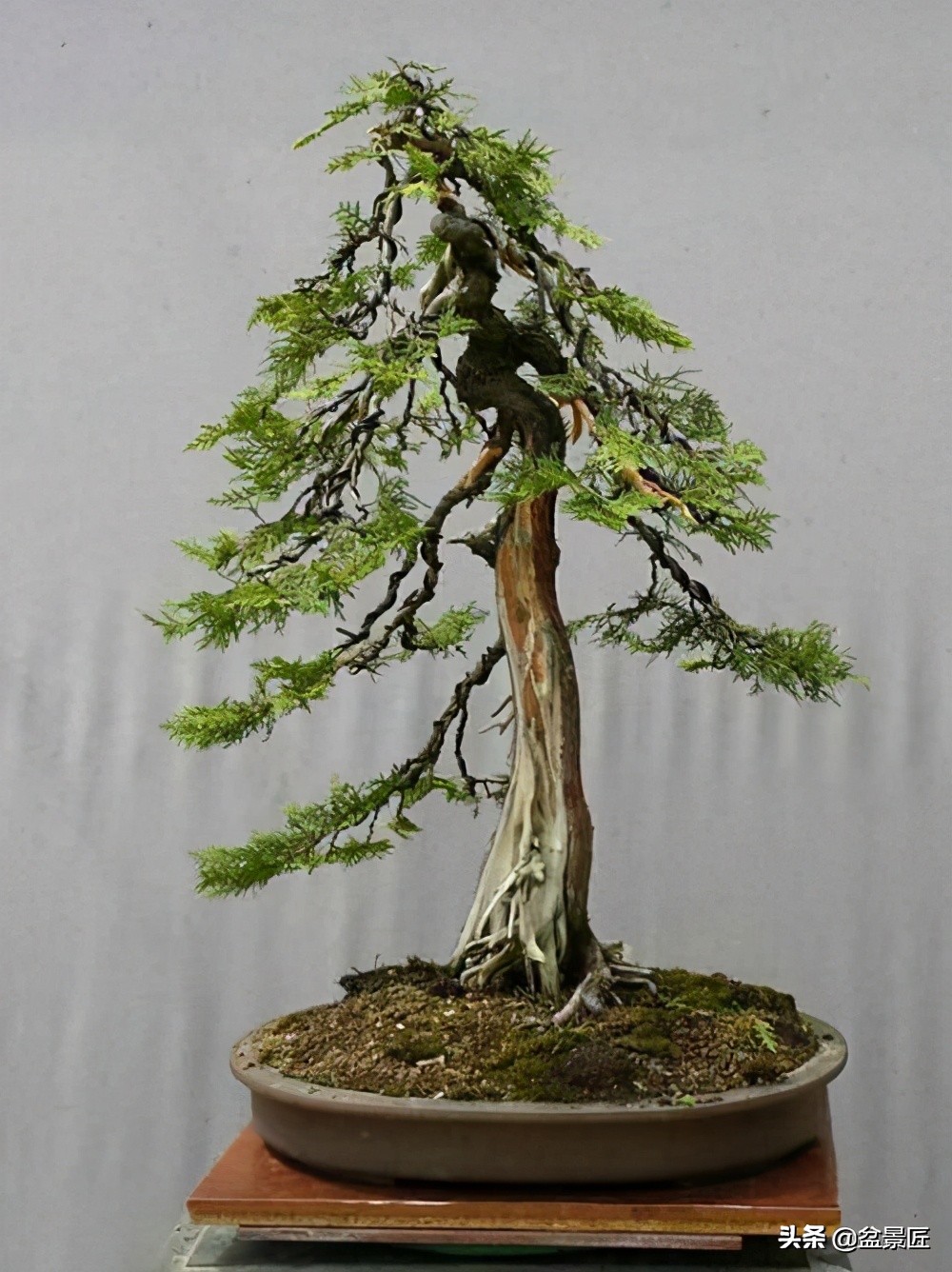 钟情侧柏20年,浅谈侧柏盆景的造型和养护方法