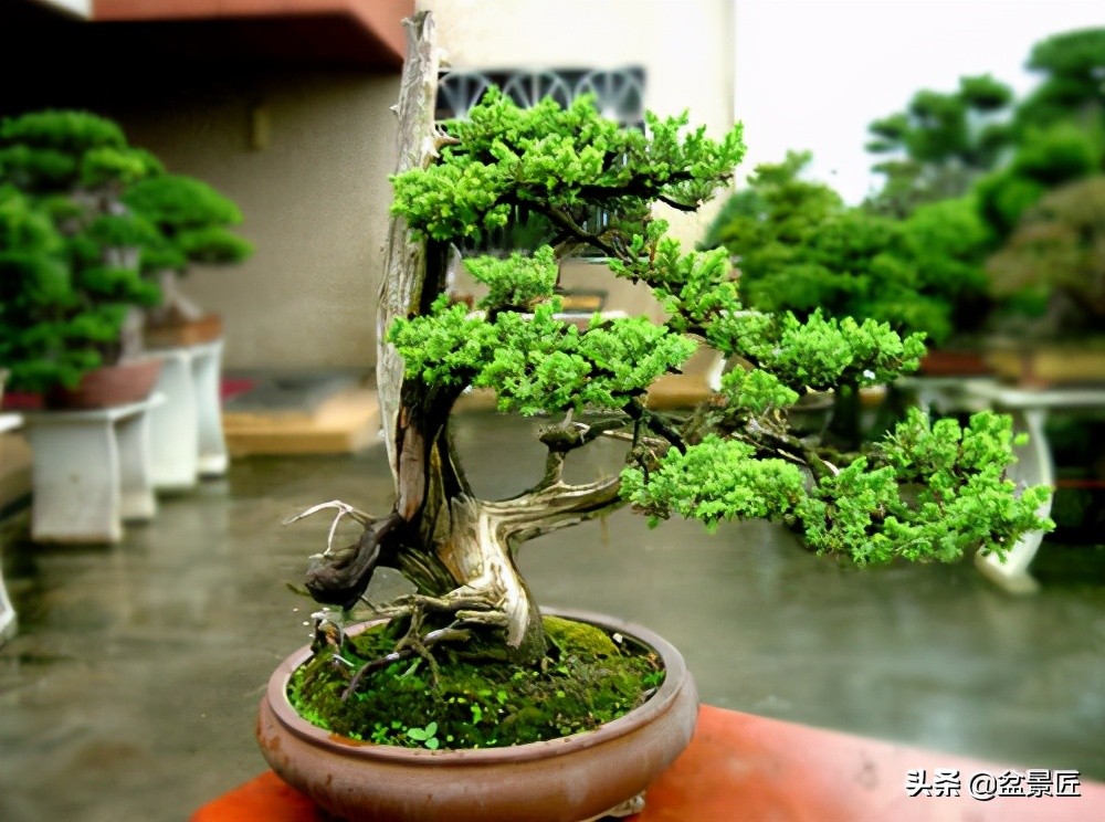 钟情侧柏20年,浅谈侧柏盆景的造型和养护方法