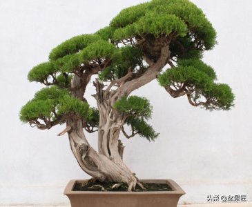 柏树盆景图片大全(柏树造型的做法大全)