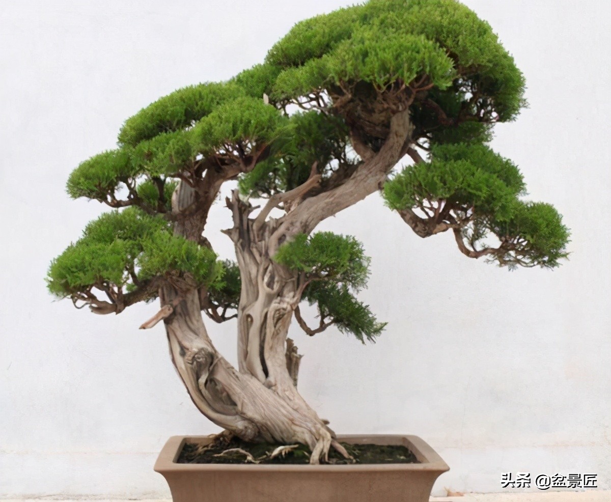 钟情侧柏20年,浅谈侧柏盆景的造型和养护方法