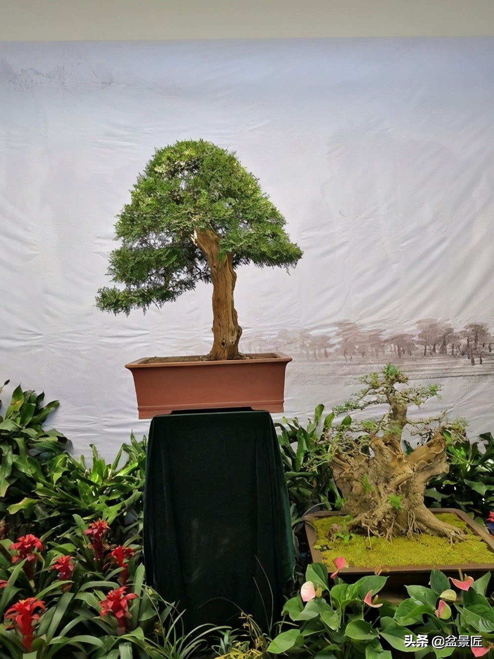 钟情侧柏20年,浅谈侧柏盆景的造型和养护方法