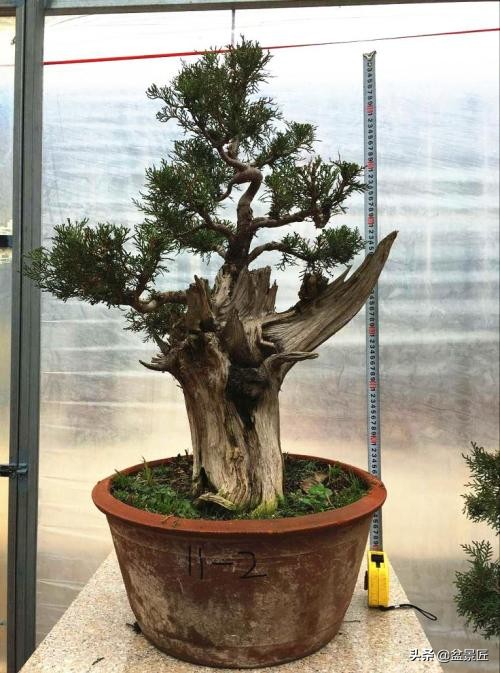 钟情侧柏20年,浅谈侧柏盆景的造型和养护方法