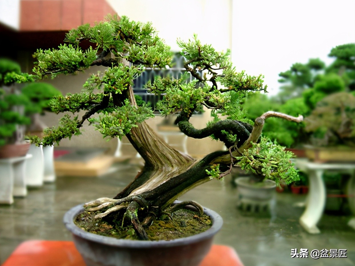 钟情侧柏20年,浅谈侧柏盆景的造型和养护方法