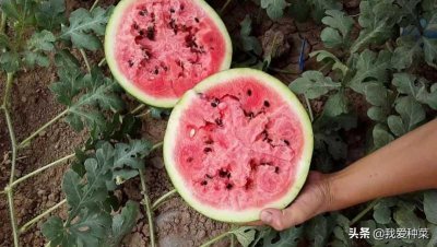 西瓜什么时候种植最好(只需两个步骤,自已在家也能种西瓜,吃着放心呀)