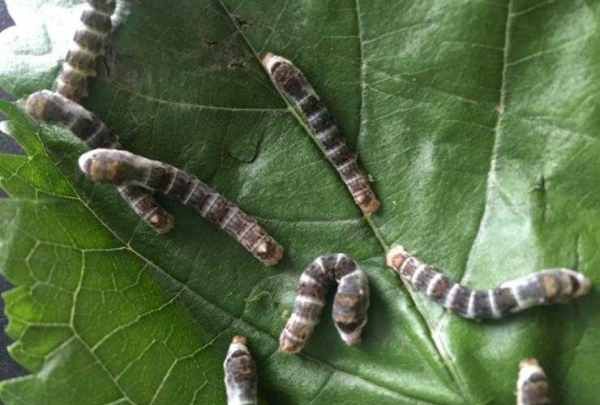 桑丝和桑蚕丝有区别,丝绸和桑蚕丝哪个好,有什么区别图4