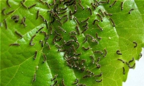 桑丝和桑蚕丝有区别,丝绸和桑蚕丝哪个好,有什么区别图5