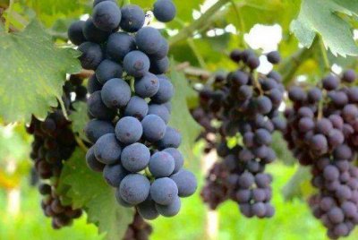 ​夏天来了，不妨多吃以下食物，醒脑提神，解除疲劳，好处多多