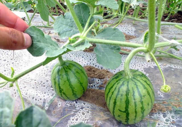 西瓜大田露地栽培高产技术(西瓜幼苗期和伸蔓期生长特性)(3)