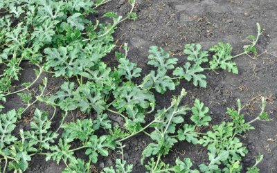 ​西瓜大田露地栽培高产技术（西瓜幼苗期和伸蔓期生长特性）