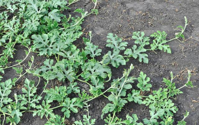 西瓜大田露地栽培高产技术(西瓜幼苗期和伸蔓期生长特性)(1)