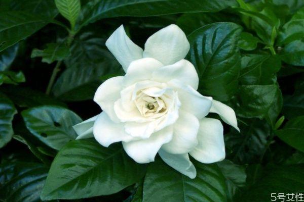 水横枝是一种什么植物呢 水横枝有什么作用呢