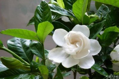 ​水横枝是一种什么植物呢 水横枝有什么作用呢