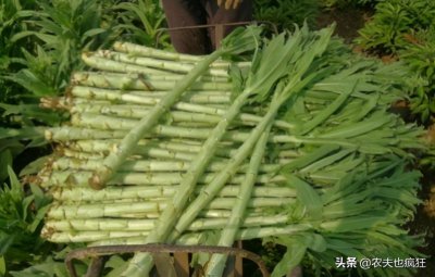 ​和莴笋很像的是什么菜贡菜（酷似莴笋的贡菜做成菜干价格贵）
